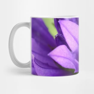 Campanula glomerata  Clustered bellflower Mug